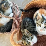 Kittens in a basket