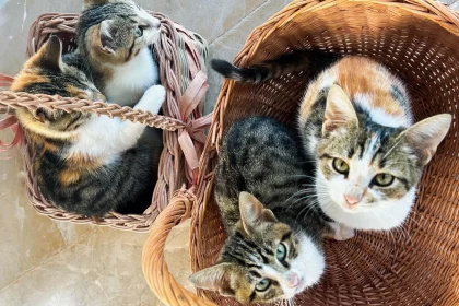 Kittens in a basket