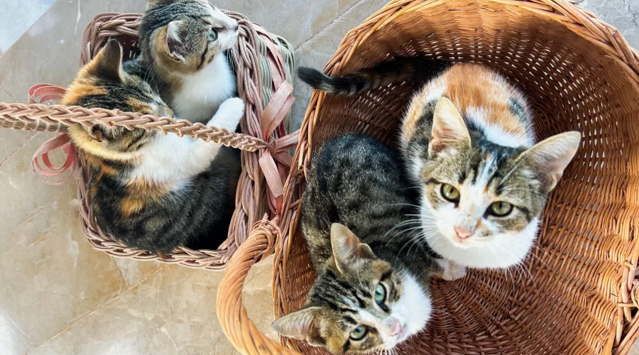 Kittens in a basket