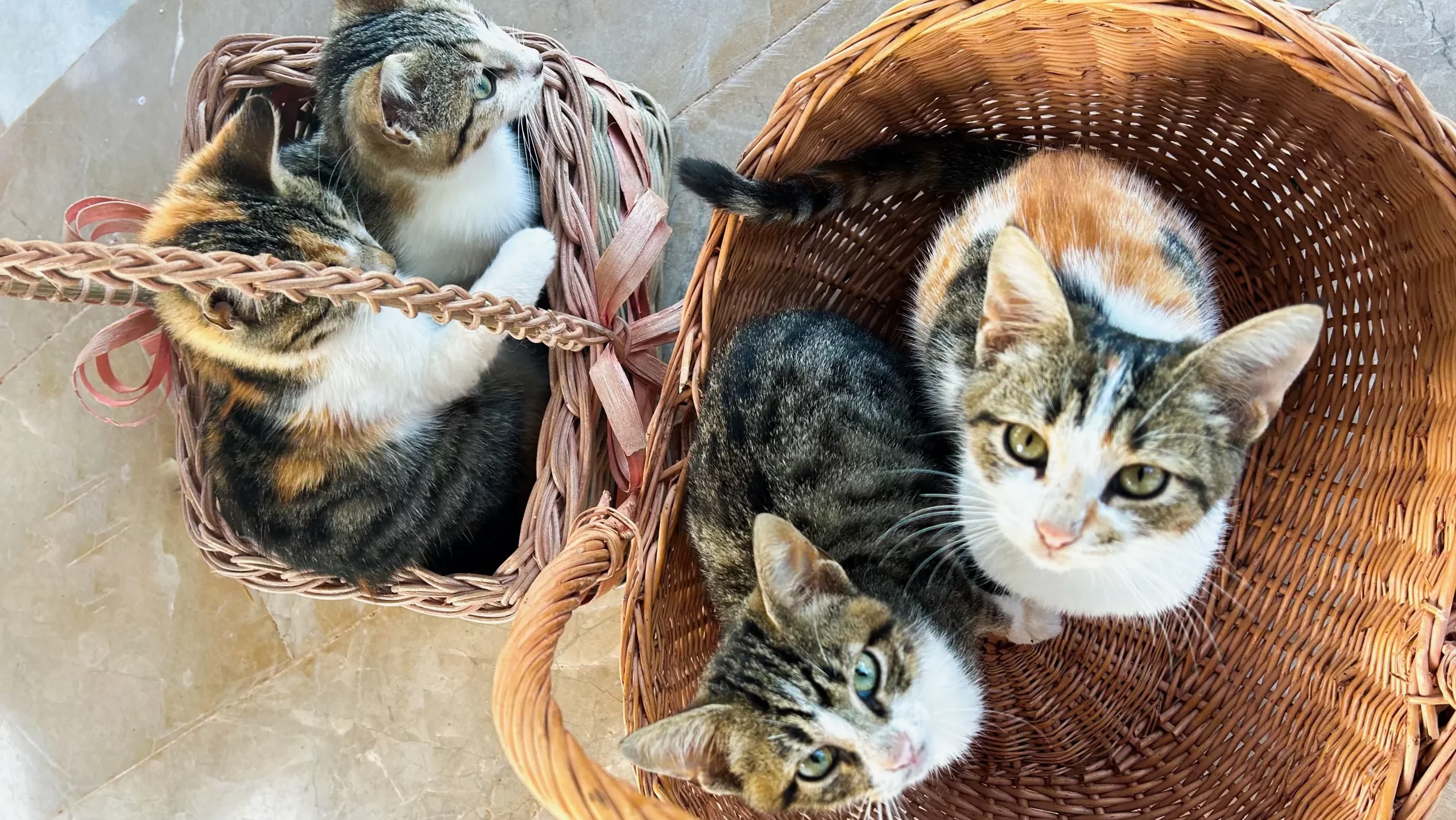 Kittens in a basket