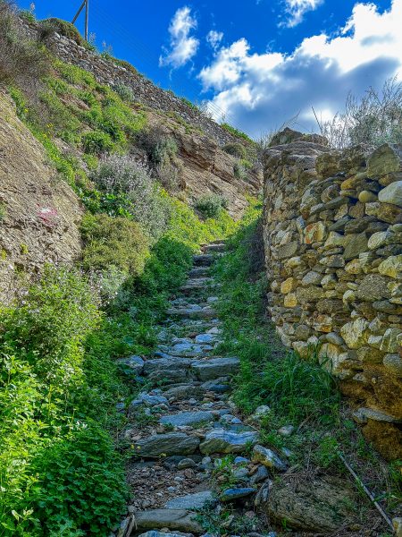 Beautiful walking path lined with herbs.