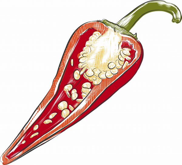 artistic depiction of a cayenne pepper