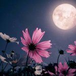 blue supermoon and pink flowers