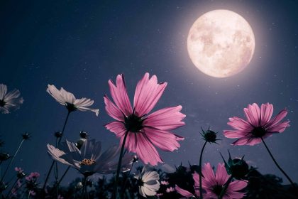 blue supermoon and pink flowers