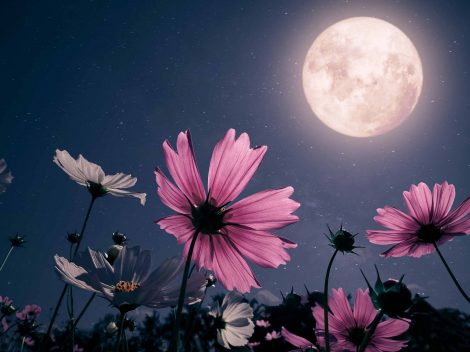 blue supermoon and pink flowers