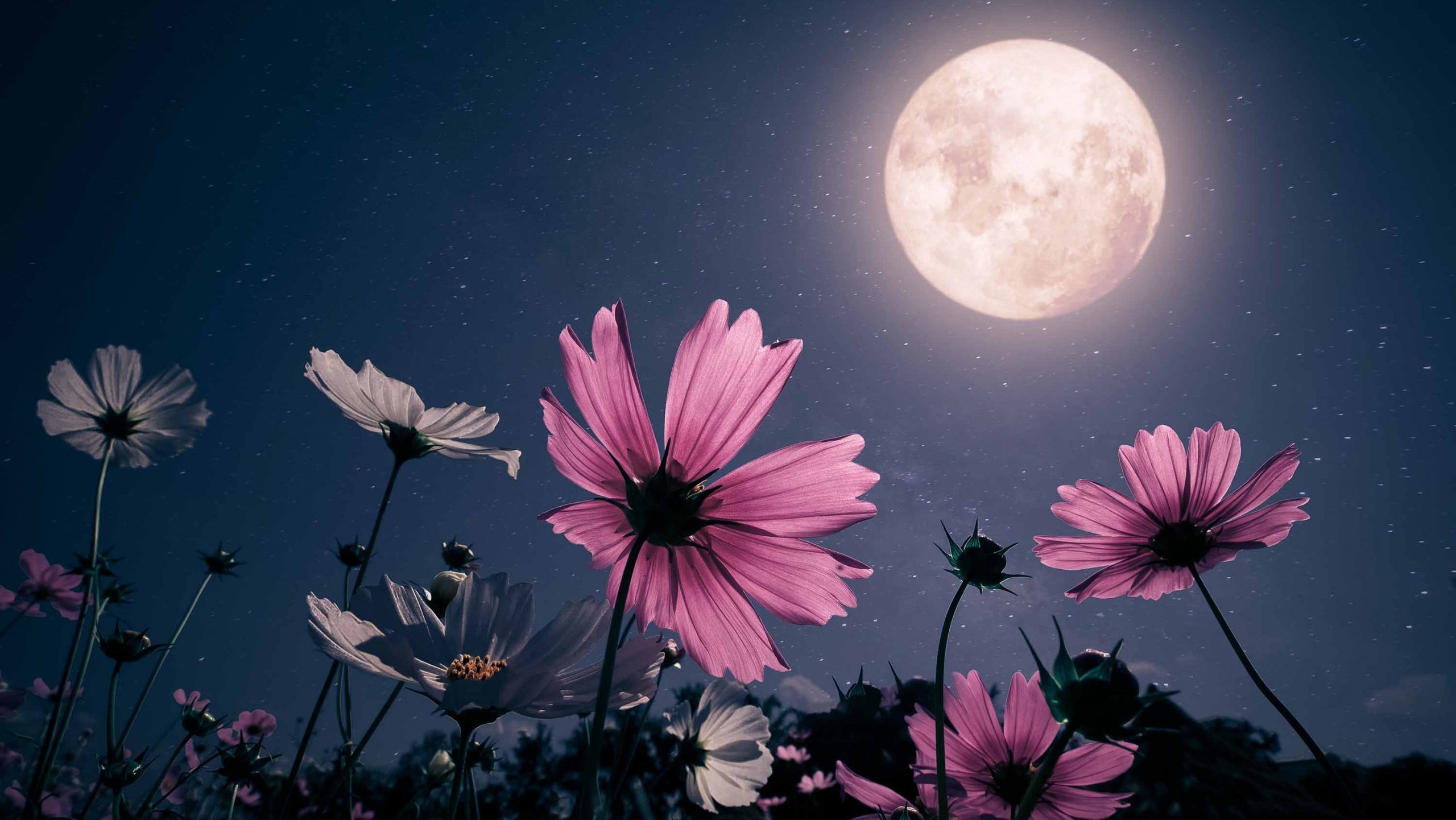 blue supermoon and pink flowers