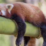 red panda sleeping on bamboo