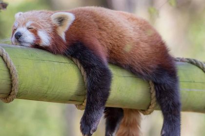 red panda sleeping on bamboo