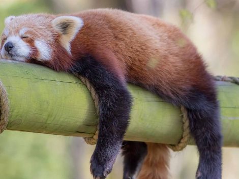 red panda sleeping on bamboo