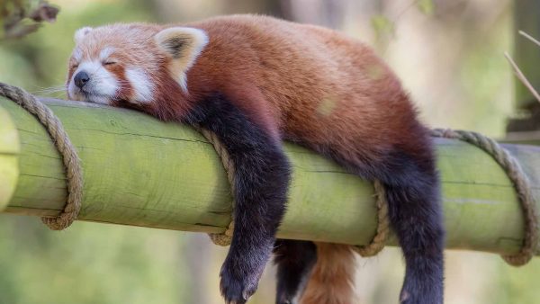 red panda sleeping on bamboo