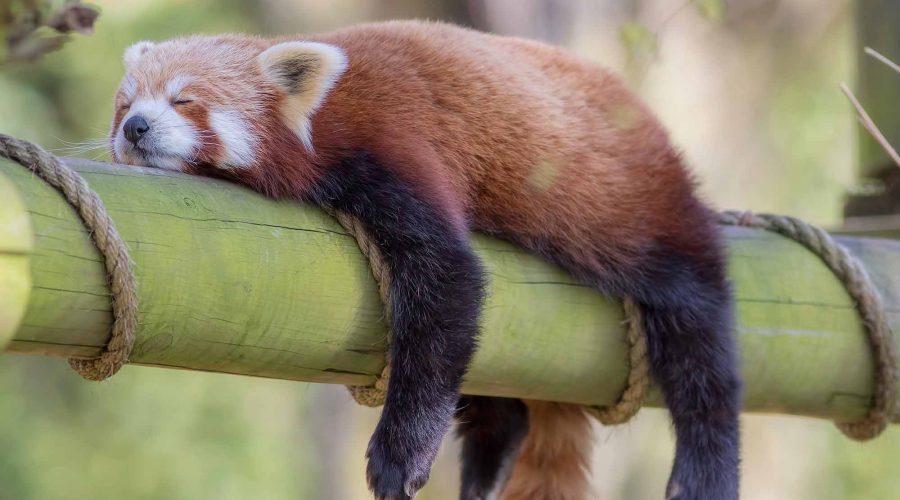 red panda sleeping on bamboo