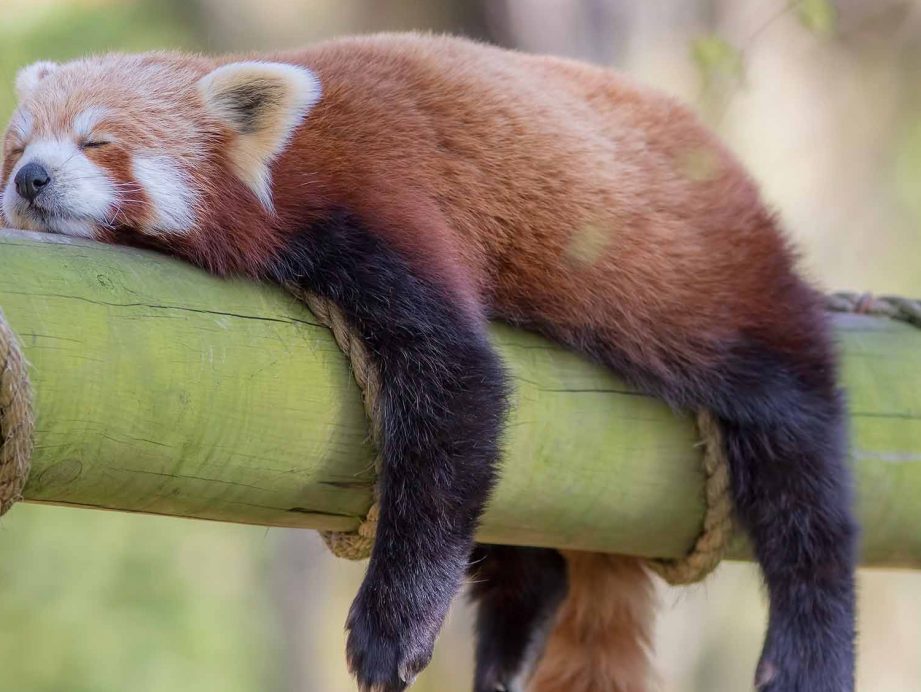red panda sleeping on bamboo