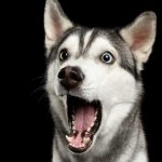 A surprised looking husky.