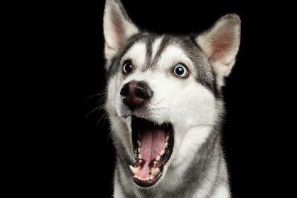 A surprised looking husky.