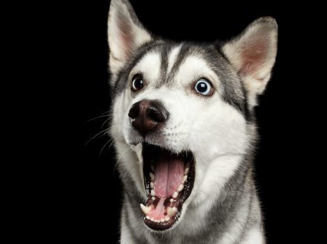 A surprised looking husky.