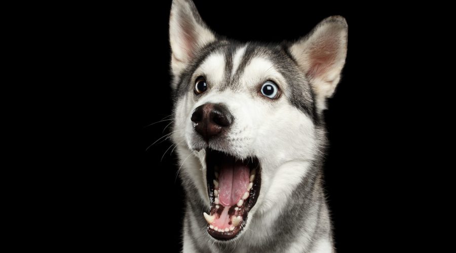 A surprised looking husky.