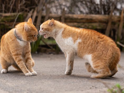 Two orange cats fighting in the street.