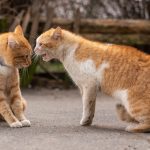 Two orange cats fighting in the street.