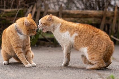 Two orange cats fighting in the street.