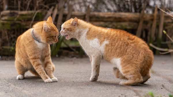 Two orange cats fighting in the street.