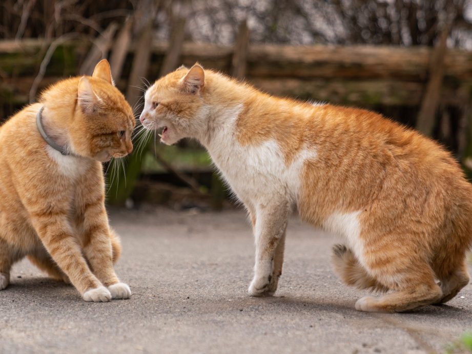 Two orange cats fighting in the street.