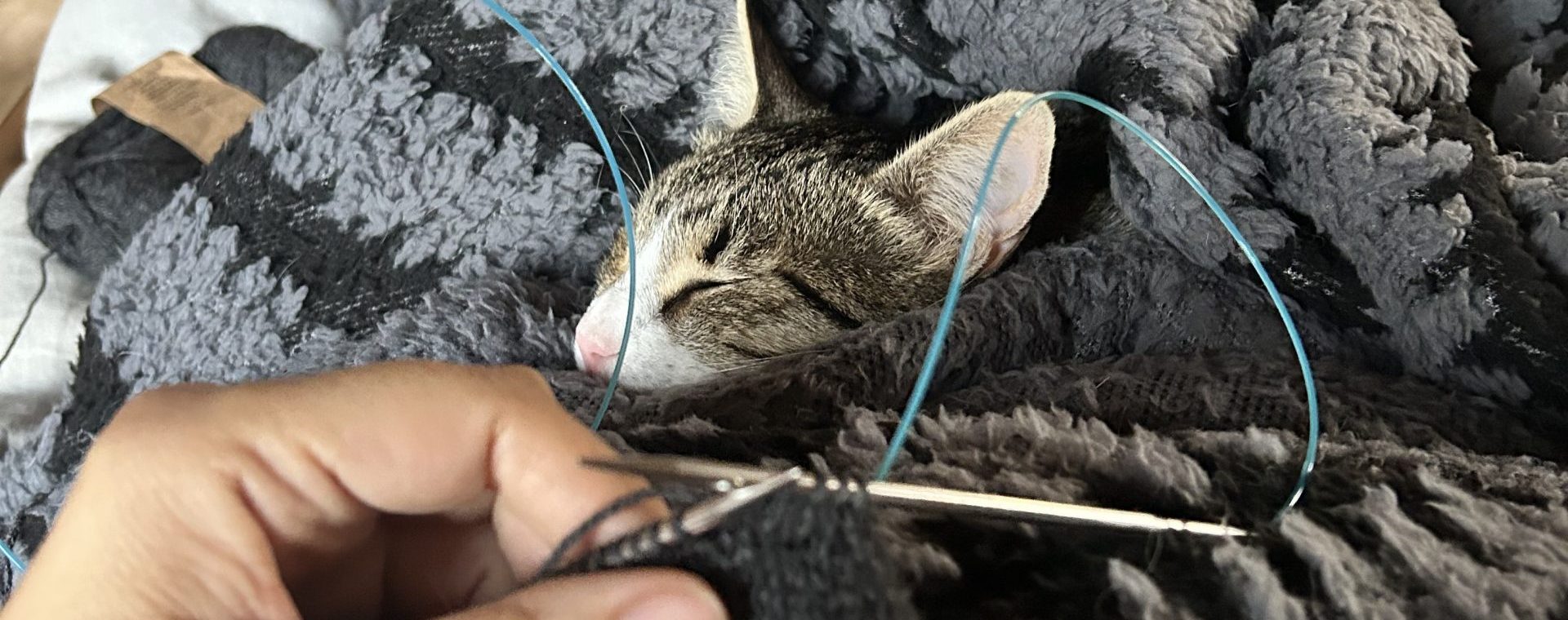 Brenda knitting while Diego sleeps in his nest.