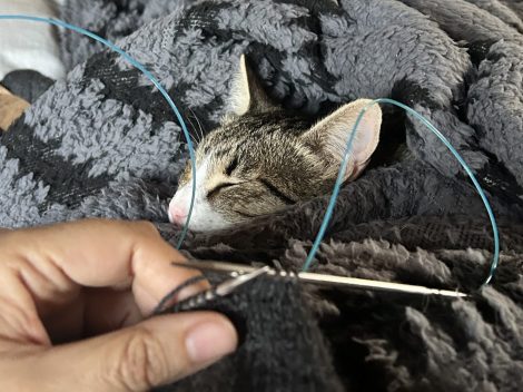 Brenda knitting while Diego sleeps in his nest.