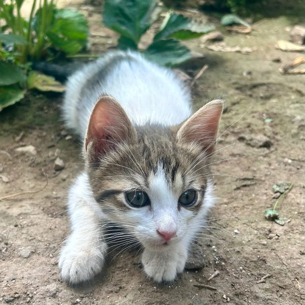 Tiny cat lying down in the garden.